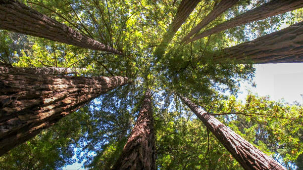 How Our Tree Care Process Works  in  Newport, WA