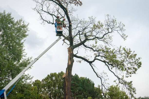 Newport, WA Tree Care  Company